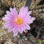 Turbinicarpus pseudomacrochele (enviado por Marimar el 2012-04-16)