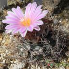 Collecion de Marimar