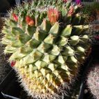 Mammillaria karwinskiana subsp. karwinskiana (enviado por Marimar el 2012-04-17)