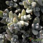 Kalanchoe eriophylla (enviado por Marimar el 2012-04-17)
