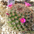 Mammillaria crucigera (enviado por Marimar el 2012-07-10)