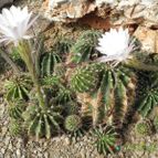 Echinopsis oxygona (enviado por Marimar el 2012-04-18)