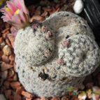 Mammillaria pectinifera (enviado por Marimar el 2012-04-22)