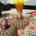 Parodia concinna (enviado por Marimar el 2012-05-04)