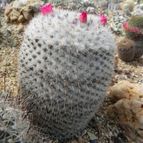 Mammillaria albilanata ssp. albilanata (enviado por Marimar el 2012-04-30)