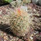 Collecion de Marimar