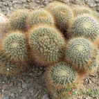 Mammillaria rhodantha ssp. pringlei (enviado por Marimar el 2012-05-11)