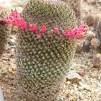 Mammillaria huitzilopochtli (enviado por Marimar el 2012-05-14)