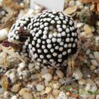 Mammillaria luethyi (enviado por Marimar el 2012-05-16)