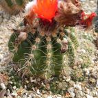 Parodia comarapana (enviado por Marimar el 2012-05-16)