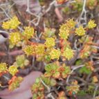 Aeonium sedifolium (enviado por Marimar el 2012-05-17)