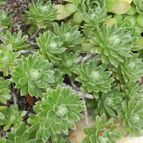 Aeonium x barbatum (A simsii x A spathulatum) (enviado por Marimar el 2012-06-23)