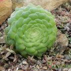 Aeonium tabuliforme (enviado por Marimar el 2012-05-17)