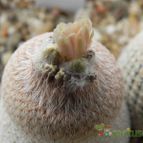 Collecion de Marimar