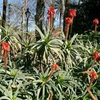 Aloe arborescens (enviado por Marimar el 2012-05-18)