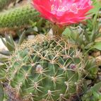 Echinopsis maximiliana (enviado por Marimar el 2012-05-22)