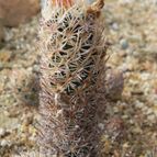 Escobaria minima (enviado por Marimar el 2012-05-25)