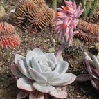 Collecion de Marimar