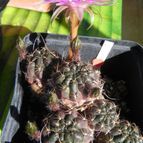 Echinopsis backebergii (enviado por Marimar el 2012-05-29)
