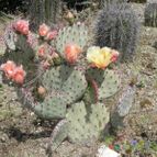 Opuntia macrocentra (enviado por Marimar el 2012-05-30)