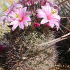 Mammillaria blossfeldiana (enviado por Marimar el 2012-06-02)