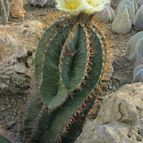 Astrophytum ornatum (enviado por Marimar el 2012-06-04)