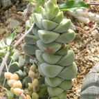 Crassula cv. Moonglow (Crassula deceptor x C. falcata) (enviado por Marimar el 2012-06-05)