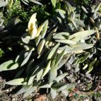 Crassula perfoliata var. falcata (enviado por Marimar el 2012-06-09)