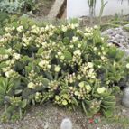 Opuntia microdasys cv. caress (enviado por Marimar el 2012-06-12)