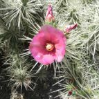 Cylindropuntia rosea (enviado por Marimar el 2021-06-18)