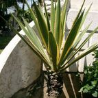 Furcraea selloa (enviado por Marimar el 2012-06-23)