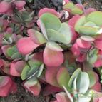 Kalanchoe tetraphylla (enviado por Marimar el 2012-06-27)