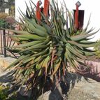 Aloe ferox (enviado por Marimar el 2012-06-28)