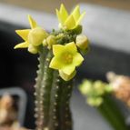 Echidnopsis cereiformis (enviado por Marimar el 2012-07-12)