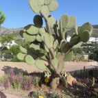 Opuntia pilifera (enviado por Marimar el 2012-07-14)