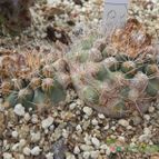 Matucana krahnii (enviado por Marimar el 2012-07-28)