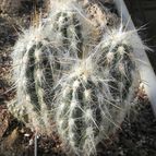 Oreocereus fossulatus (enviado por Marimar el 2012-07-29)