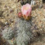 Tephrocactus alexanderi (enviado por Marimar el 2012-08-02)