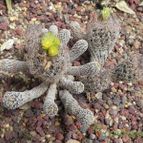 Turbinicarpus pseudomacrochele ssp. minimus (enviado por Marimar el 2012-08-03)