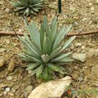 Agave macroacantha (enviado por Marimar el 2012-08-11)