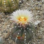 Astrophytum asterias (enviado por Marimar el 2012-08-11)