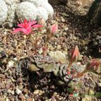 Graptopetalum bellum (enviado por Marimar el 2012-08-16)