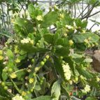 Brasiliopuntia brasiliensis (enviado por Marimar el 2012-08-24)