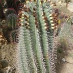 Ferocactus peninsulae (enviado por Marimar el 2012-09-05)