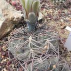 Gymnocalycium spegazzinii (enviado por Marimar el 2012-09-06)