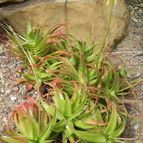 Aloe dorotheae (enviado por Marimar el 2012-09-17)