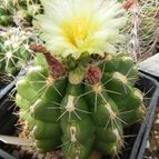 Thelocactus leucacanthus ssp. leucacanthus (enviado por Marimar el 2012-09-19)