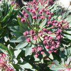 Euphorbia atropurpurea (enviado por Marimar el 2012-09-20)