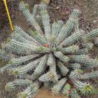 Euphorbia handiensis (enviado por Marimar el 2012-09-20)