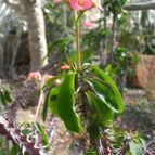Euphorbia milii var. hislopii (enviado por Marimar el 2012-09-20)